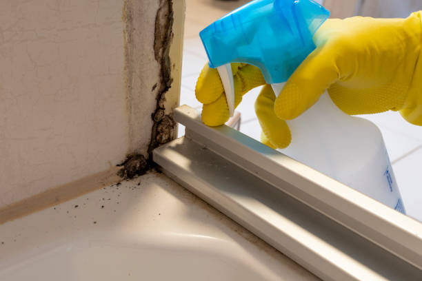 Best Fast Mold Removal  in Stonewall, LA