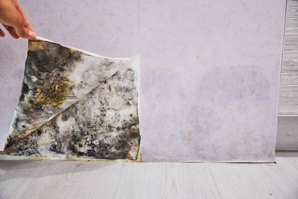Reliable Stonewall, LA Mold Removal Solutions